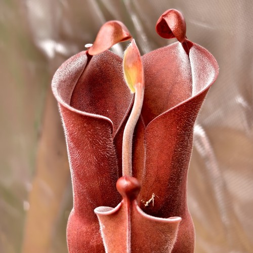 Heliamphora parva extremely - parva, (extremely