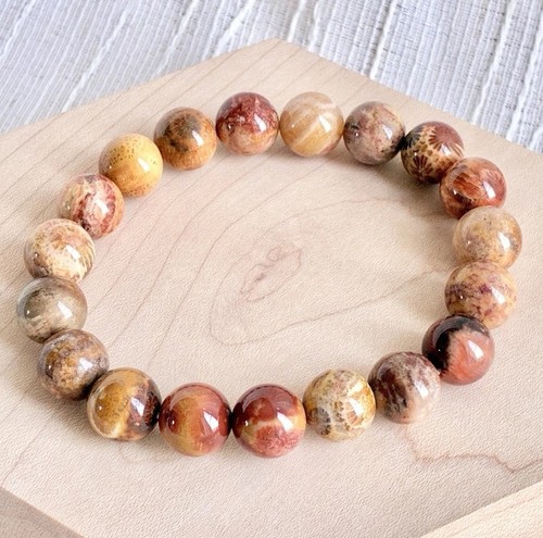 Agatized fossil coral - fossil,