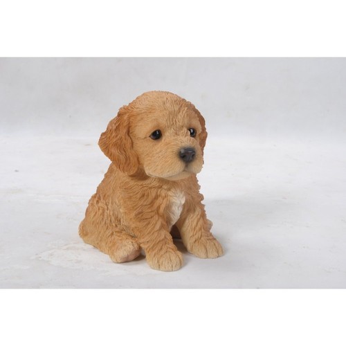Brown cockapoo puppy - brown,