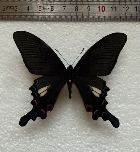 Papilio syfanius male - , rare