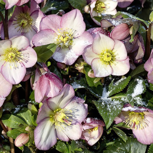 Hellebore ice roses rose - n,