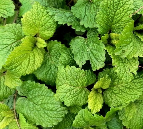 Lemon balm perennial herb - lemon,