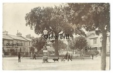 RP Oak Tree Newton Abbot houses people dog 1905 p/mark real photo postcard Devon