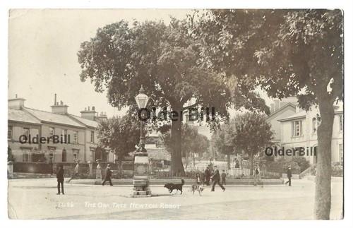 Oak tree newton abbot - oak,