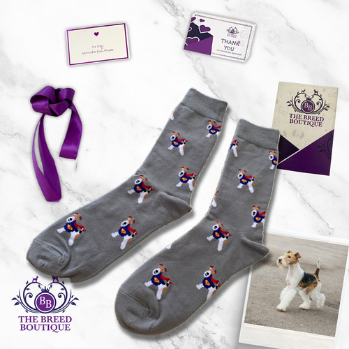 Fox terrier wirehaired - terrier, socks