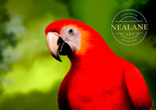Limited Edition parrot