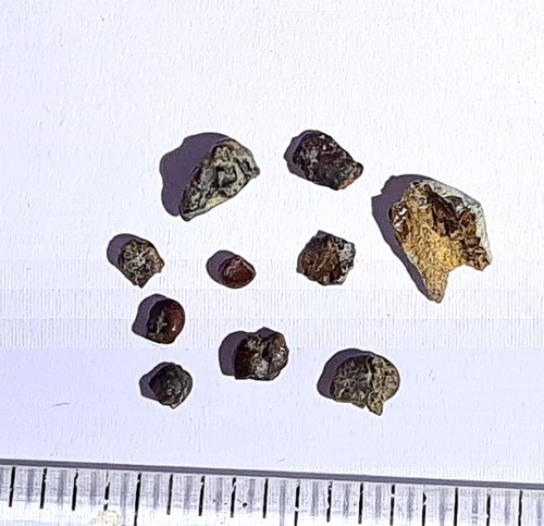 Special lot genuine dino - special,
