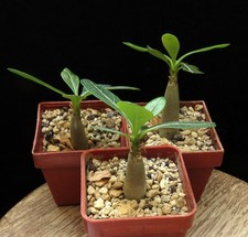 Adenium socotranum (not