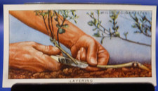 1938 W.D. & H.O. Wills Garden