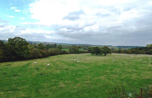 Photo 6x4 wensleydale - 6x4, grazing