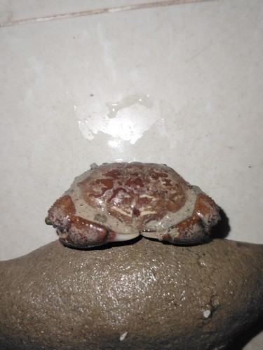Natural crab fossils from