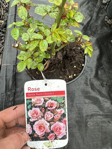 Potted rose gentle touch - potted,