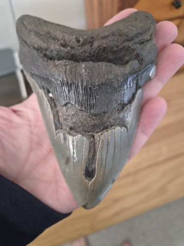 Megalodon tooth 25inches - tooth, 5.25inches