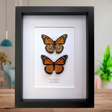 Danaus plexippus, the monarch