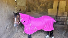 SALE OFFER New Design Horse
