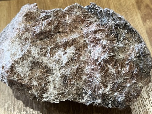 Daisy gypsum crystals mineral - daisy,