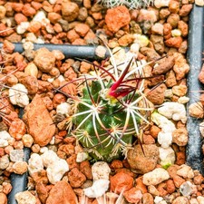 Echinocereus davisii tiny flowering collectors cactus 1-2cm