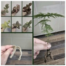 Terrarium plants Bundle | 4x