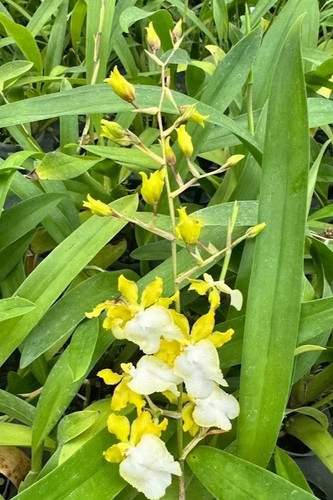 Oncidium hawaiian sunset oro - hawaiian,