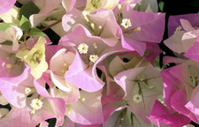 Bougainvillea Imperial Thai