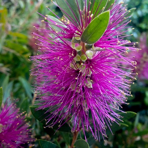 Callistemon maderia pink - maderia,