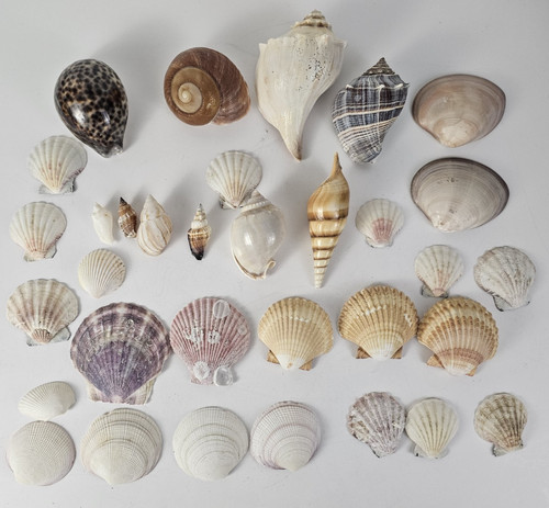 Lot assorted seashells - 30,