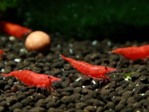 Red cherry shrimp - red,