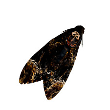 The Lesser Death's Head Hawkmoth or Bee Robber (Acherontia styx) (M)