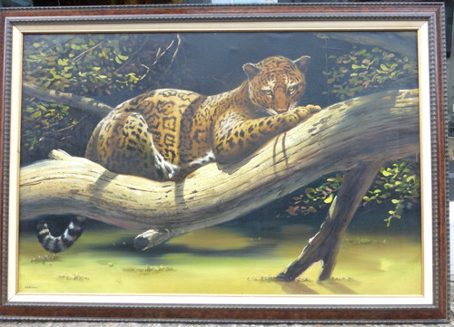 Leopard resting spotted cat - leopard,