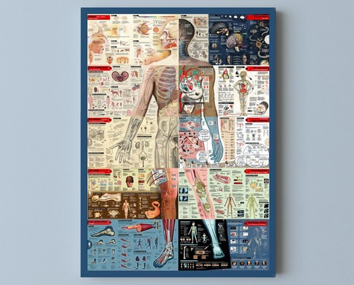 Human body anatomy systems - body,