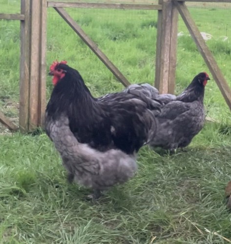 Orpington chicken eggs 6 - chicken,