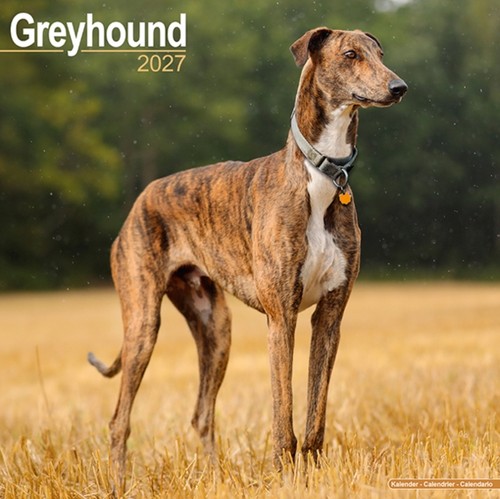 Greyhound wall avonside - by,