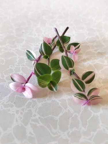 Callisia repens bianca - callisia,