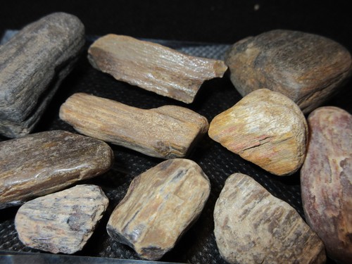 Central texas petrified - texas,