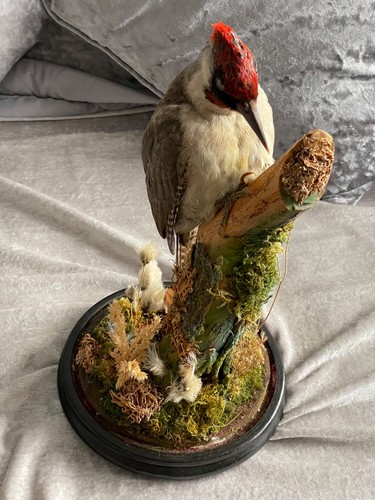 Victorian taxidermy green - victorian,