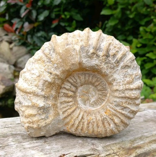 Large fossil ammonite - large,