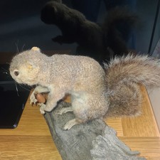 Taxidermy Stuffed Grey