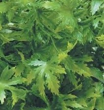 1/35 Scale Jungle Plant #1 -