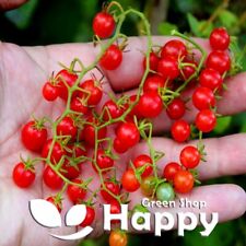 TINY TOMATO -  RED CURRANT F1 - 30 SEEDS - VEGETABLE SEEDS CHERRY CURRANT TOMATO