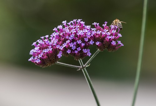 Verbena bonariensis plants - 2,