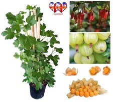 Quince,Grape,Apricot,Fig,Plum,Loquat,Hazelnut,Avocado,Lulo,Mango Tree(25-65cm)