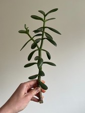 Crassula Ovata Jade Plant