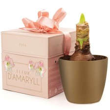 Deluxe Amaryllis Pink 1 Large Bulb Ready for Planting Now in UK Autumn for In...