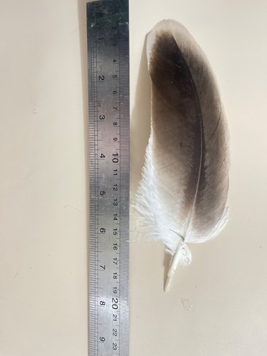 Authentic golden eagle natural
