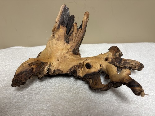 Gnarly driftwood stump - 🔥,