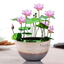 20X Seeds Lotus Mix Flower