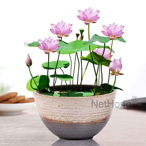 20x seeds lotus mix flower - 20x,