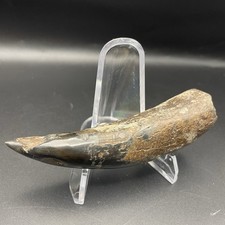 MEGALODON ERA ANCIENT WHALE