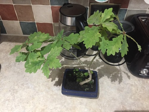 Oak starter bonsai - oak, 38cm