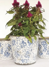 Large White & Blue French